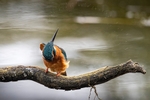 Kingfisher Alcedo Atthis034