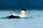 Eider (male), blue background, Jokulsarlon, Iceland