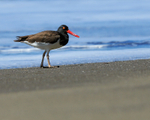 American Oystercatcher, Osa Peninsula, Costa Rica