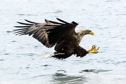 sea-eagle-catching-fish