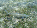 Bonefish Photo - Bonefish Beauty.