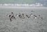 Oystercatchers
