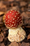 Fly Agaric 2