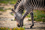 mountain-zebra-deHoop
