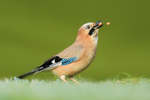 Jay juggling peanuts, Worcestershire