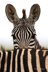 _84Y1242 Amboseli