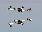 Andean Avocet portfolio