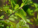 Brimstone