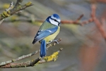 January 2009 - Blue Tit