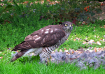 Falcon