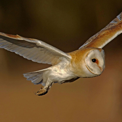 Barn Owls