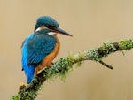 Kingfisher (female) perched, Scotland