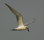 Gull Billed Tern