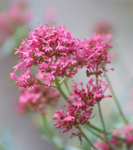 30th July Valerian