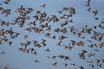 Wigeon