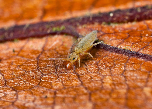 Entomobrya