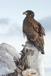 Perched Eagle