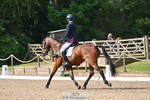 C-258-Bill.Levett-ITALIAN.HARLEQUIN.NJ portfolio