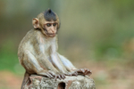 Young Long-tailed Macaque, Gao Giong, Vietnam