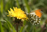 Orange Tip Butterfly