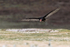 Turkey Vulture on landing approach, Volunteer Point, Falklands