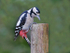 G.S. Woodpecker