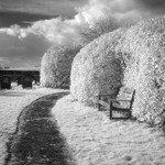Resting Place, Infrared (square format)