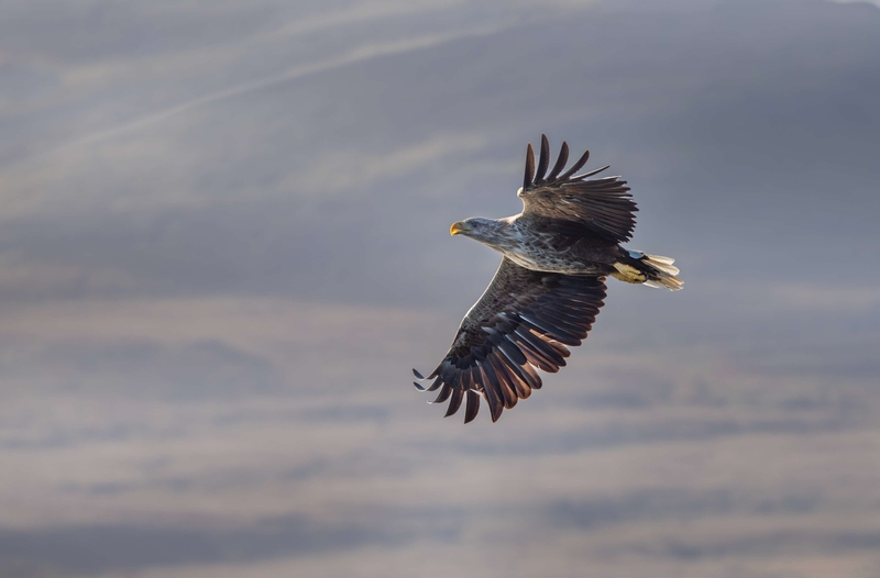 White Tailed Eagle - Isle of Mull - Scotland