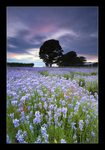 Lavender Blues