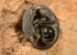 Osmia caerulescens (f)