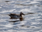 Garganey
