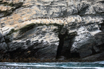Peruvian Booby colony, Chanaral Island, Chile