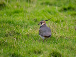 Lapwing