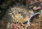 Aeolidia papillosa
