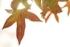 autum dream 2