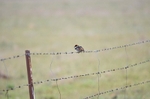 Spanish Sparrow