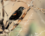Red-winged Blackbird (male) perched, Bosque del Apache, New Mexico