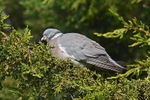 Woodpigeon