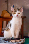 Cat domestic-1830