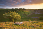 Lathkill Dale Hawthorn