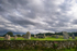 East Aquhorthies Stone Circle, Inverurie - DSC_7491