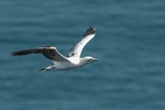 Gannets portfolio