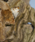 SNOW BUNTINGS