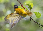 Black headed Weaver Bird