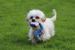 Dandie on the run