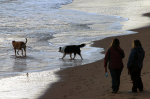 Dog Walkers Talking
