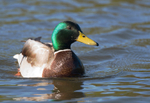 Mallard