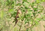 Savi's Warbler