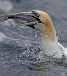 Gannets_0001