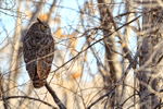 Great Horned Owl, Bosque del Apache, New Mexico